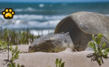 Inicia temporada de liberación de tortugas marinas en Tamaulipas
