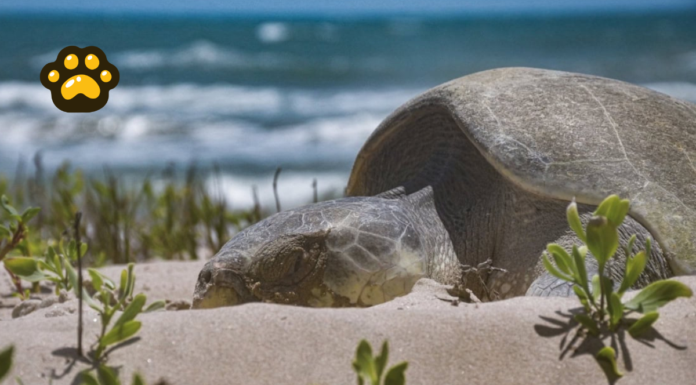 Inicia temporada de liberación de tortugas marinas en Tamaulipas