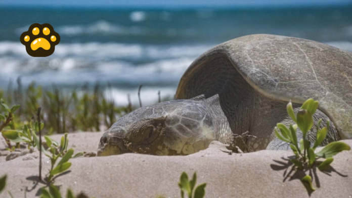 Tortuga Lora (1)