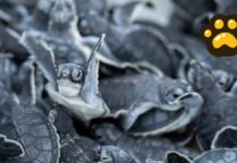 Inicia en México la temporada de desove de tortugas marinas
