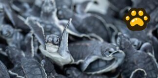 Inicia en México la temporada de desove de tortugas marinas