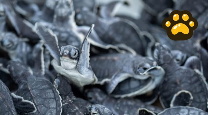 Inicia en México la temporada de desove de tortugas marinas