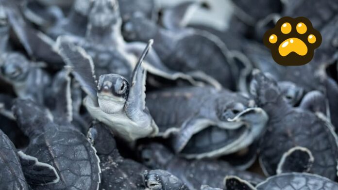 Tortugas Marinas