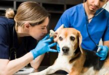 ¿Cómo evitar que el gusano barrenador afecte a tus mascotas?