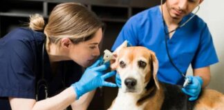 ¿Cómo evitar que el gusano barrenador afecte a tus mascotas?