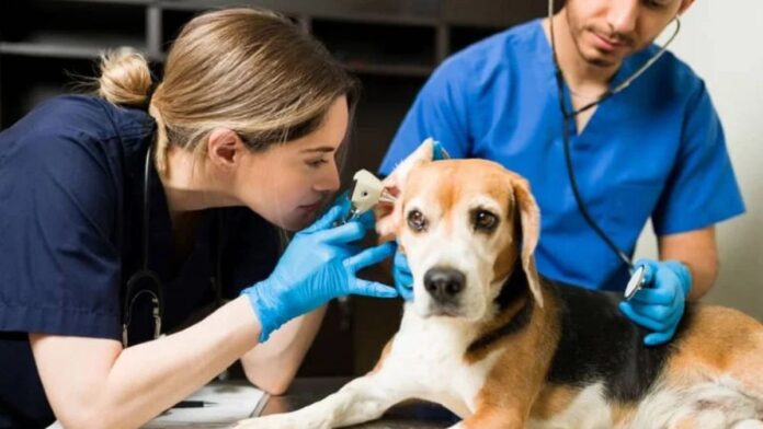 Veterinario