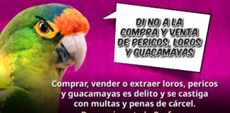 “Te cae la voladora”; lanzan campaña contra tráfico ilegal de aves