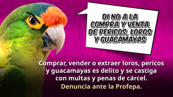 Voladora