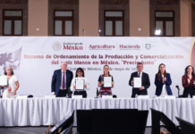 Sheinbaum firma acuerdo para fortalecer producción de maíz blanco