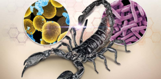 INCMNSZ prueba veneno de alacrán para combatir tuberculosis