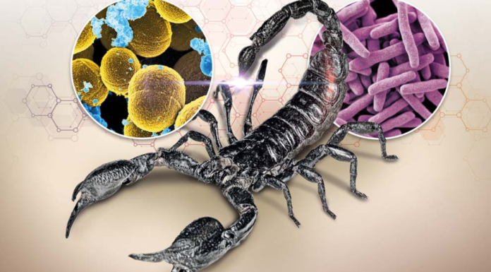 INCMNSZ prueba veneno de alacrán para combatir tuberculosis