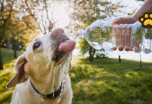 Cuida a tus mascotas de un golpe de calor, alerta la UNAM