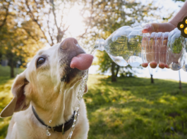 Cuida a tus mascotas de un golpe de calor, alerta la UNAM