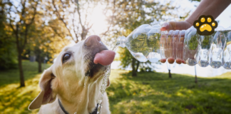 Cuida a tus mascotas de un golpe de calor, alerta la UNAM