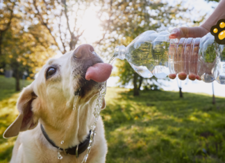 Cuida a tus mascotas de un golpe de calor, alerta la UNAM