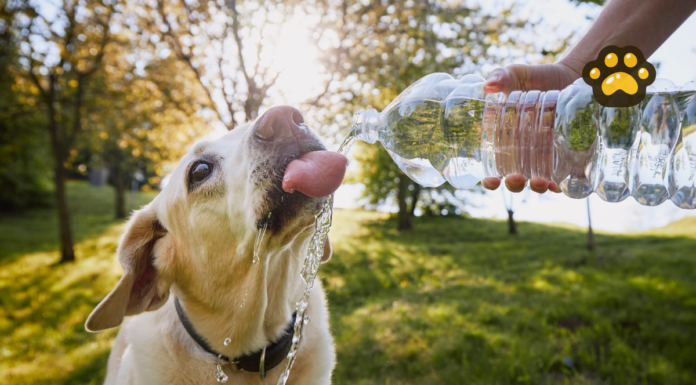 Cuida a tus mascotas de un golpe de calor, alerta la UNAM