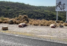 Abandonan cerdos muertos cerca del relleno sanitario de Tehuacán