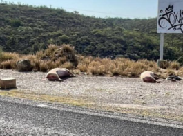 Abandonan cerdos muertos cerca del relleno sanitario de Tehuacán