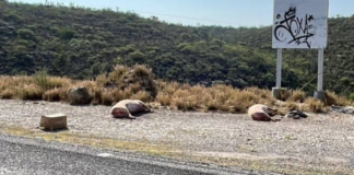 Abandonan cerdos muertos cerca del relleno sanitario de Tehuacán