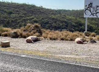 Abandonan cerdos muertos cerca del relleno sanitario de Tehuacán
