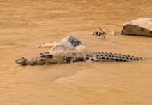 Reportan presunto avistamiento de cocodrilo en río de Axutla