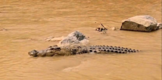 Reportan presunto avistamiento de cocodrilo en río de Axutla