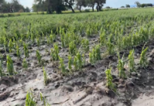 Campesinos de Tehuacán reportan pérdidas en cultivos tras granizada