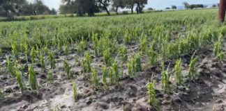 Campesinos de Tehuacán reportan pérdidas en cultivos tras granizada