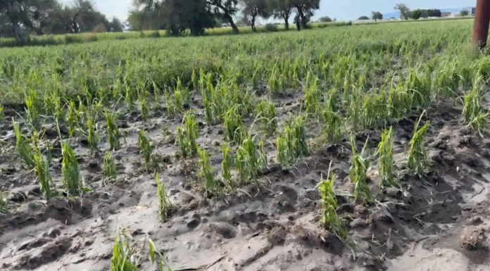 Campesinos de Tehuacán reportan pérdidas en cultivos tras granizada