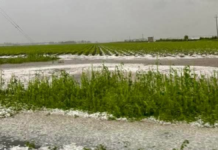 Granizada causa daños en cultivos en municipios de Puebla