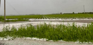 Granizada causa daños en cultivos en municipios de Puebla