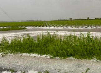Granizada causa daños en cultivos en municipios de Puebla