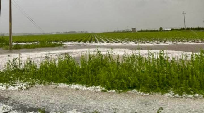 Granizada causa daños en cultivos en municipios de Puebla