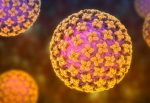 ¿Qué es y cómo se transmite la cepa Andes de hantavirus?