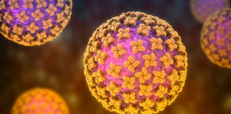 ¿Qué es y cómo se transmite la cepa Andes de hantavirus?