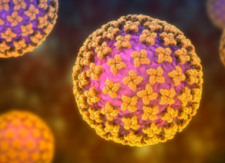 ¿Qué es y cómo se transmite la cepa Andes de hantavirus?