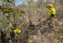 Combaten reactivación de incendio forestal en Santa María Cohetzala