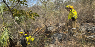 Combaten reactivación de incendio forestal en Santa María Cohetzala