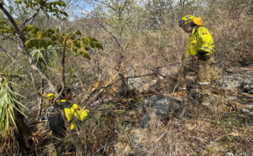 Combaten reactivación de incendio forestal en Santa María Cohetzala