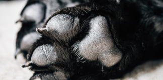 Suman 9 denuncias por maltrato animal ante la FGE en Puebla