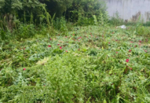 Detectan nuevo sembradío de amapola y marihuana en Atempan