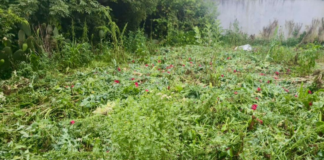 Detectan nuevo sembradío de amapola y marihuana en Atempan