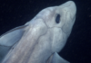 Han descubierto más de mil especies marinas en el último año
