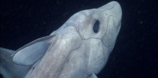 Han descubierto más de mil especies marinas en el último año