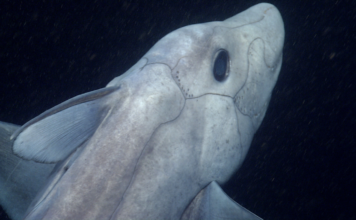 Han descubierto más de mil especies marinas en el último año