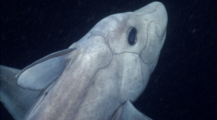 Han descubierto más de mil especies marinas en el último año