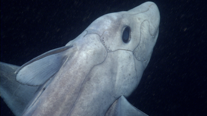 tiburón fantasma