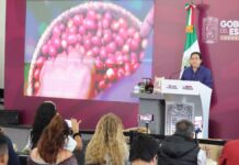 Puebla, líder nacional en rendimiento de café con 74 mil hectáreas cultivadas