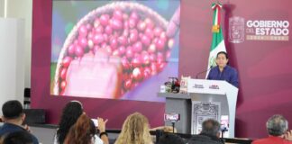Puebla, líder nacional en rendimiento de café con 74 mil hectáreas cultivadas