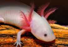 Estas son las especies en peligro crítico de extinción en 2026